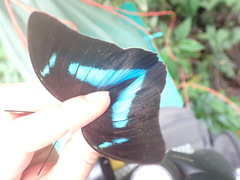 Archaeoprepona amphimachus