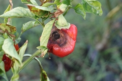 Colletotrichum coccodes