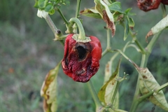 Colletotrichum coccodes