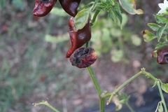 Colletotrichum coccodes