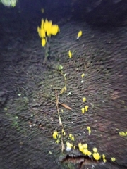 Mucronella flava
