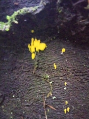 Mucronella flava