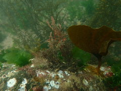 Odonthalia
