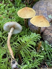 Cystoderma amianthinum rugosoreticulatum