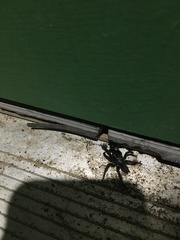 Antrodiaetus unicolor