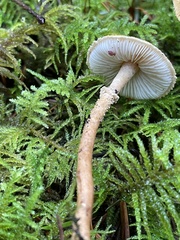 Cystoderma amianthinum rugosoreticulatum