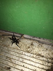 Antrodiaetus unicolor