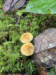 Cystoderma amianthinum rugosoreticulatum