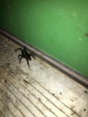Antrodiaetus unicolor