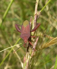 Athaumastus haematicus