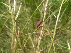 Athaumastus haematicus