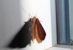 Sestra humeraria