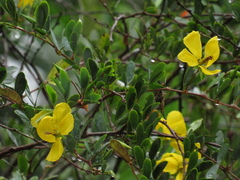 Chamaecrista nictitans ramosa