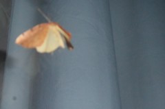 Sestra humeraria