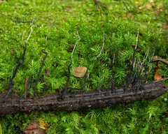 Xylaria ianthinovelutina
