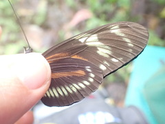 Heliconius hecalesia