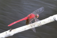 Rhodopygia cardinalis