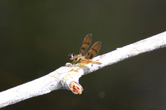 Perithemis lais