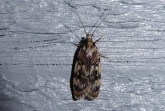Barea exarcha