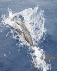 Stenella longirostris