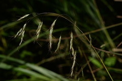 Spodiopogon cotulifer