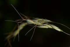 Spodiopogon cotulifer