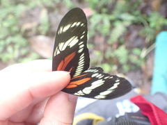 Heliconius hecalesia