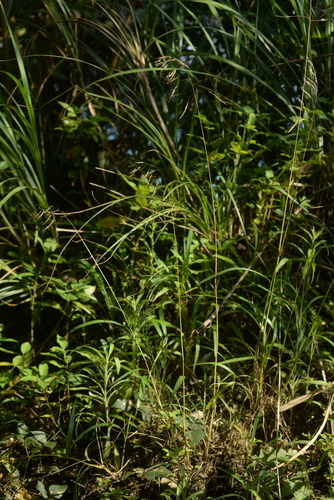 Spodiopogon cotulifer iNat (1)