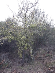 Pyrus bourgaeana