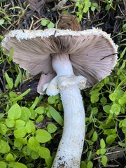 Agaricus smithianus