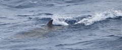 Stenella longirostris