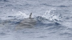 Stenella longirostris