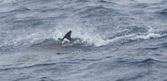 Stenella longirostris