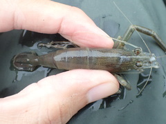 Macrobrachium japonicum