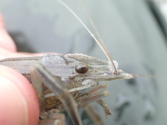 Macrobrachium japonicum