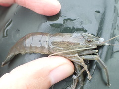 Macrobrachium japonicum