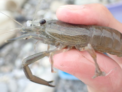 Macrobrachium japonicum