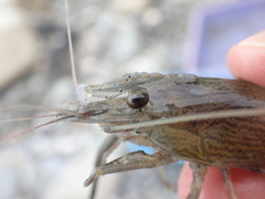 Macrobrachium japonicum