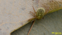 Haemaphysalis