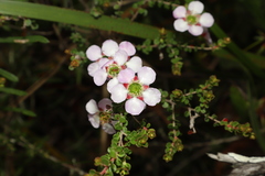 Leptospermum rotundifolium