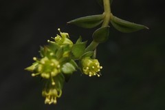 Lenophyllum acutifolium