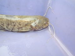 Silurus asotus
