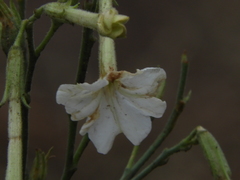 Nicotiana paa