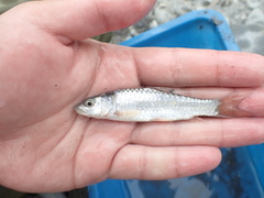 Spinibarbus hollandi