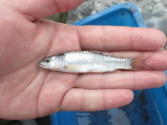 Spinibarbus hollandi