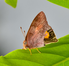 Euselasia thucydides