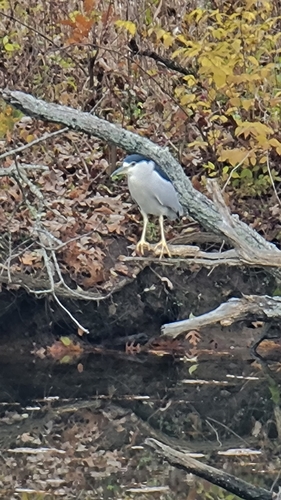 Black-crowned Night Heron photographed in Tennessee
