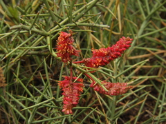 Prosopis humilis