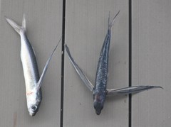 Oceanic Two-Wing Flyingfish photo 4