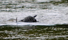 Phrynops williamsi
